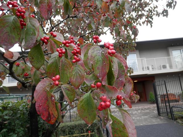 14年11月1日 土 秋のお散歩 慶友病院